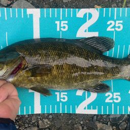 スモールマウスバス