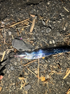 タチウオの釣果