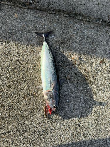 カツオの釣果