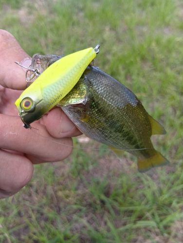 ラージマウスバスの釣果