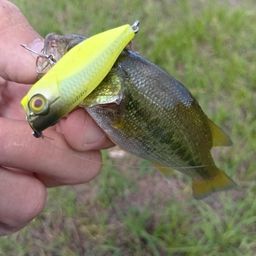 ラージマウスバス