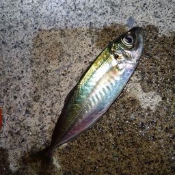 アジ