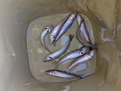 キスの釣果