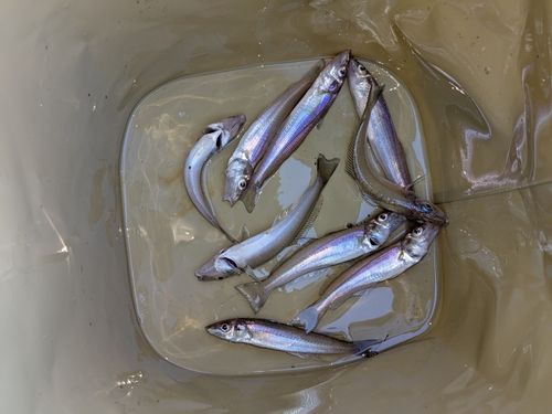 キスの釣果
