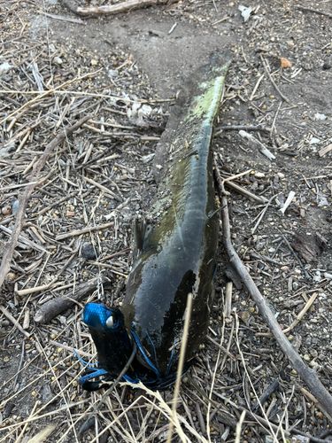 ナマズの釣果