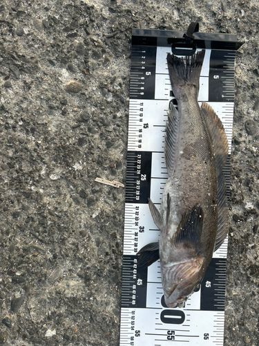 アイナメの釣果