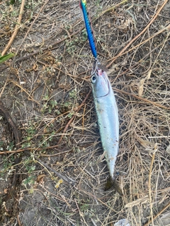 マサバの釣果