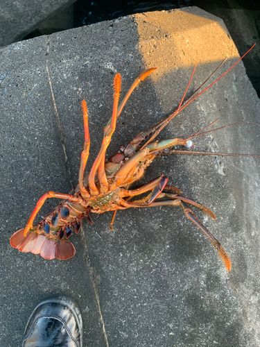 イセエビ