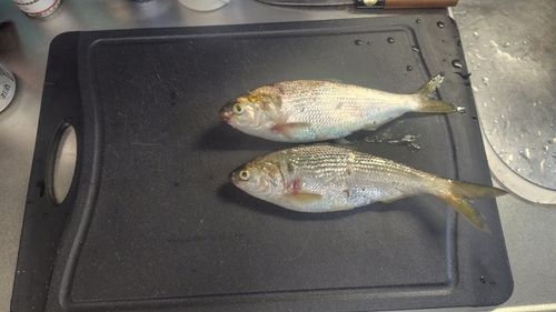 コノシロの釣果