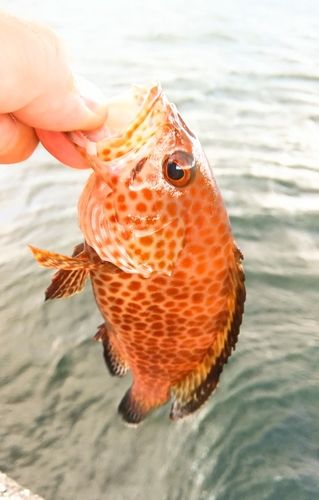 オオモンハタの釣果