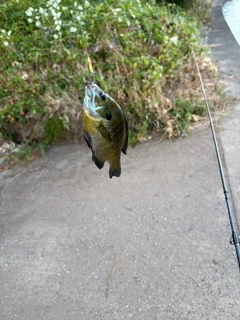 ブルーギルの釣果