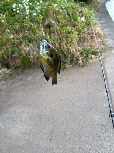 ブルーギルの釣果