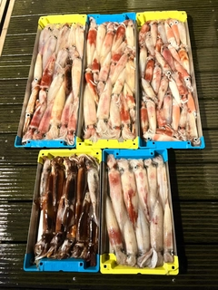 ケンサキイカの釣果