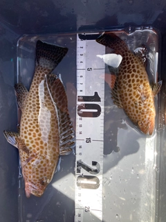 オオモンハタの釣果