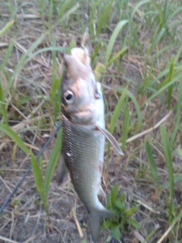 ニゴイの釣果