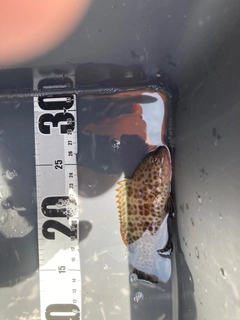 オオモンハタの釣果