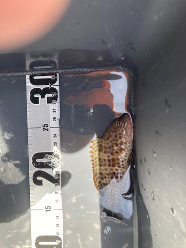 オオモンハタの釣果