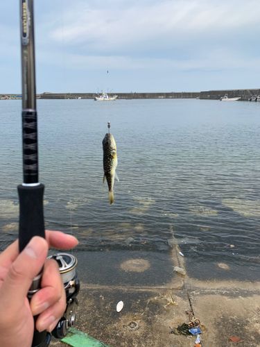 クサフグの釣果