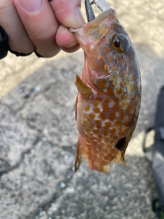 キジハタの釣果