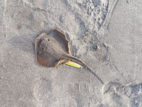 エイの釣果