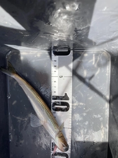 エソの釣果