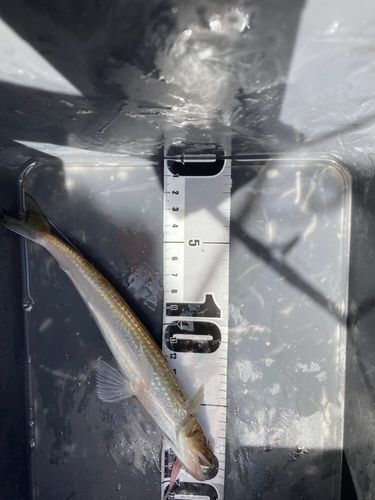 エソの釣果