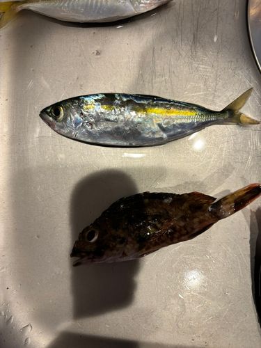 メアジ