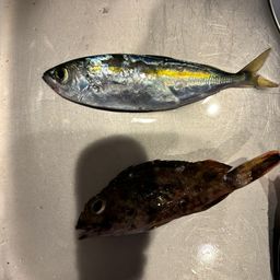 メアジ
