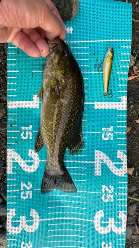 スモールマウスバスの釣果