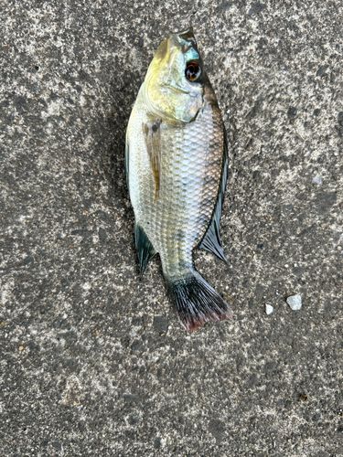 ティラピアの釣果