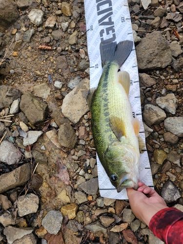 ブラックバスの釣果