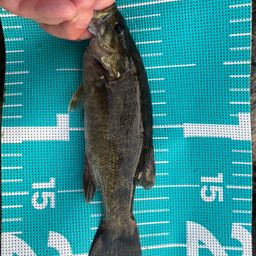 スモールマウスバス