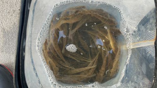 マハゼの釣果