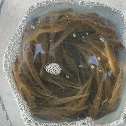 マハゼ