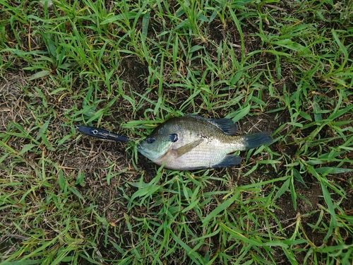 ブルーギルの釣果