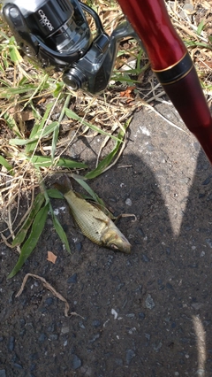 コイの釣果