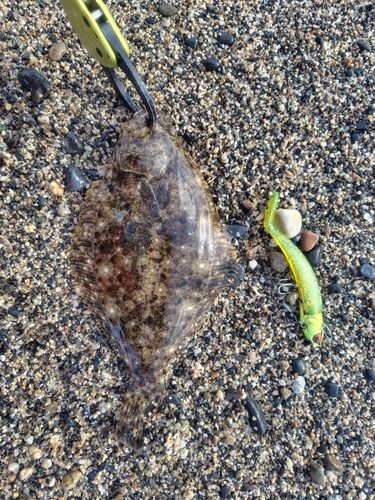 ソゲの釣果