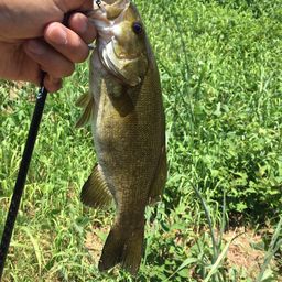 スモールマウスバス