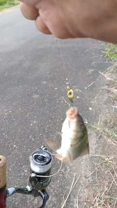 コイの釣果
