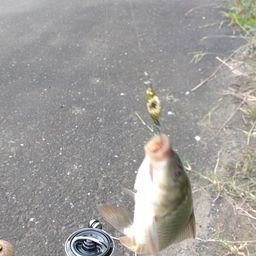 コイ