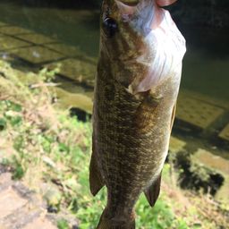 スモールマウスバス