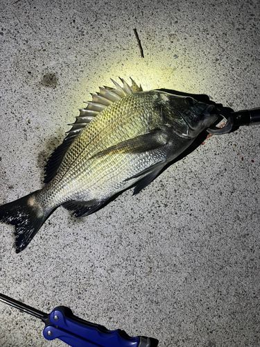 クロダイの釣果