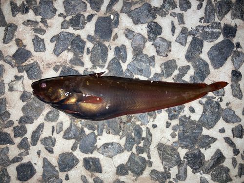 ドンコの釣果