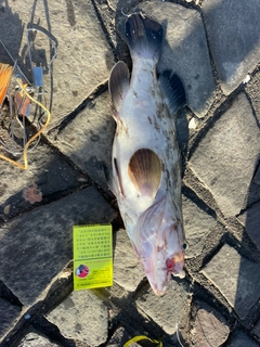 クエの釣果