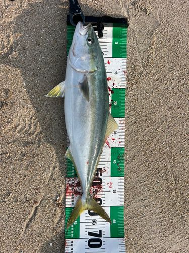 ワラサの釣果