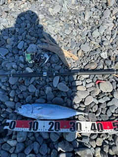 マルソウダの釣果