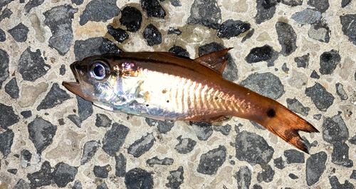 ネンブツダイの釣果