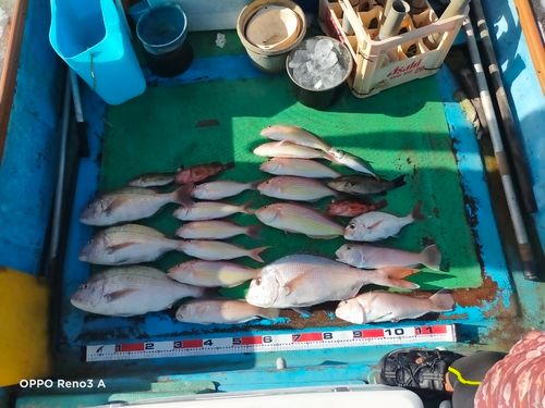 マダイの釣果