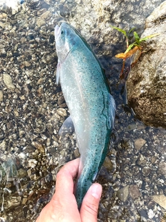 ニジマスの釣果