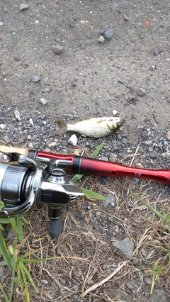 コイの釣果